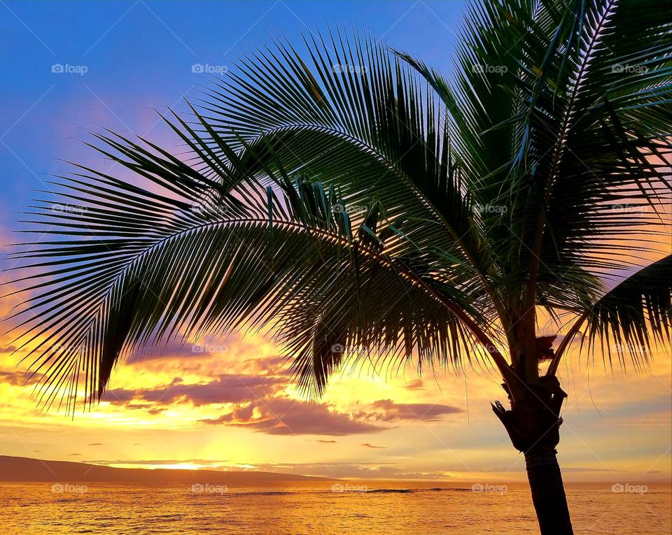 Silhouette of palm tree at sunset