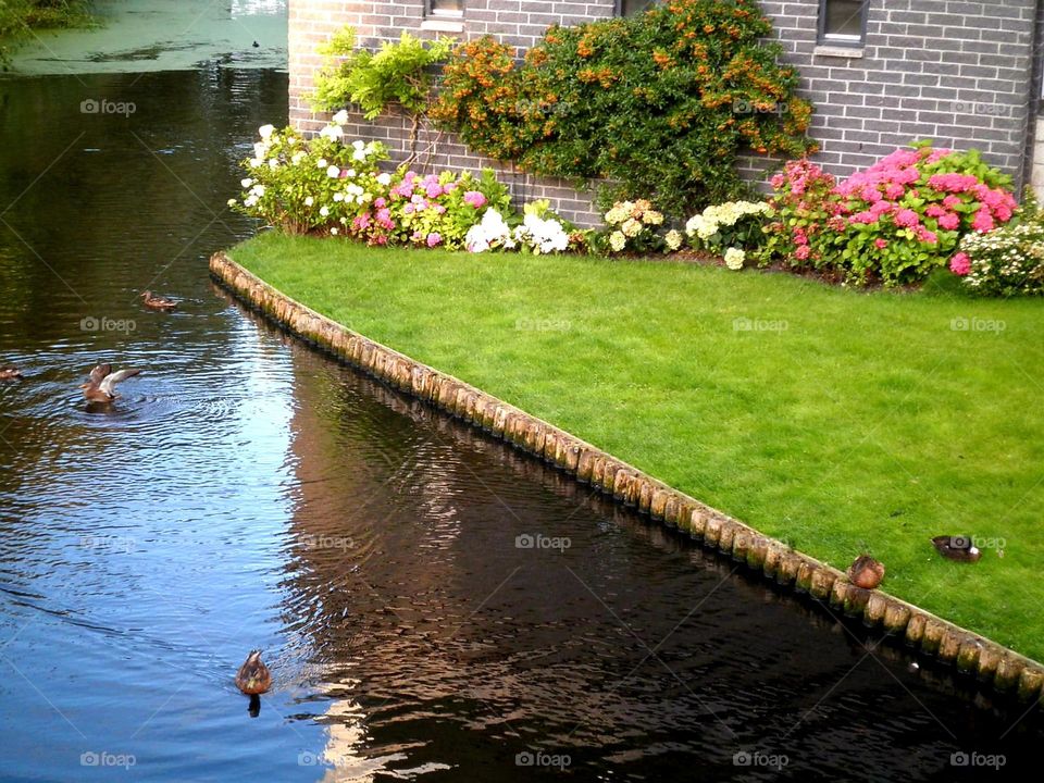 Patos en canal de Amsterdam