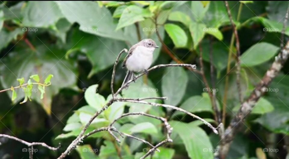 most beautiful birds