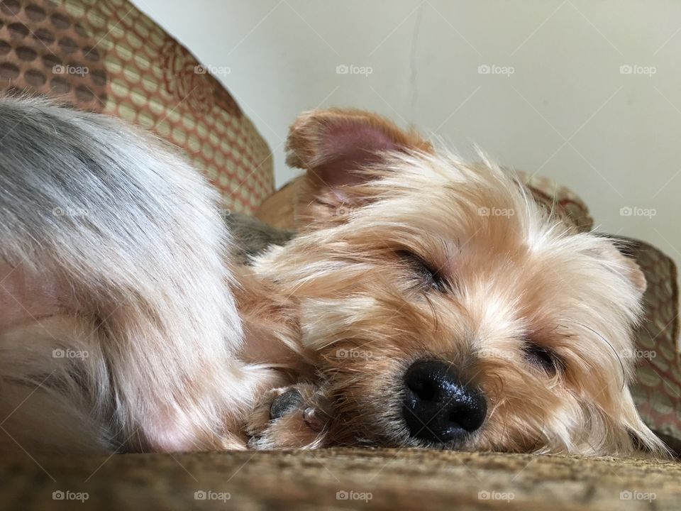 A cute little dog (yorkshire terrier) is enjoying her daily nap.