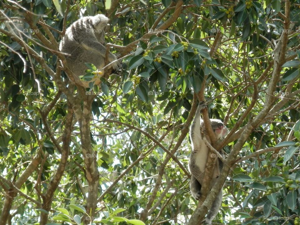 Koalas