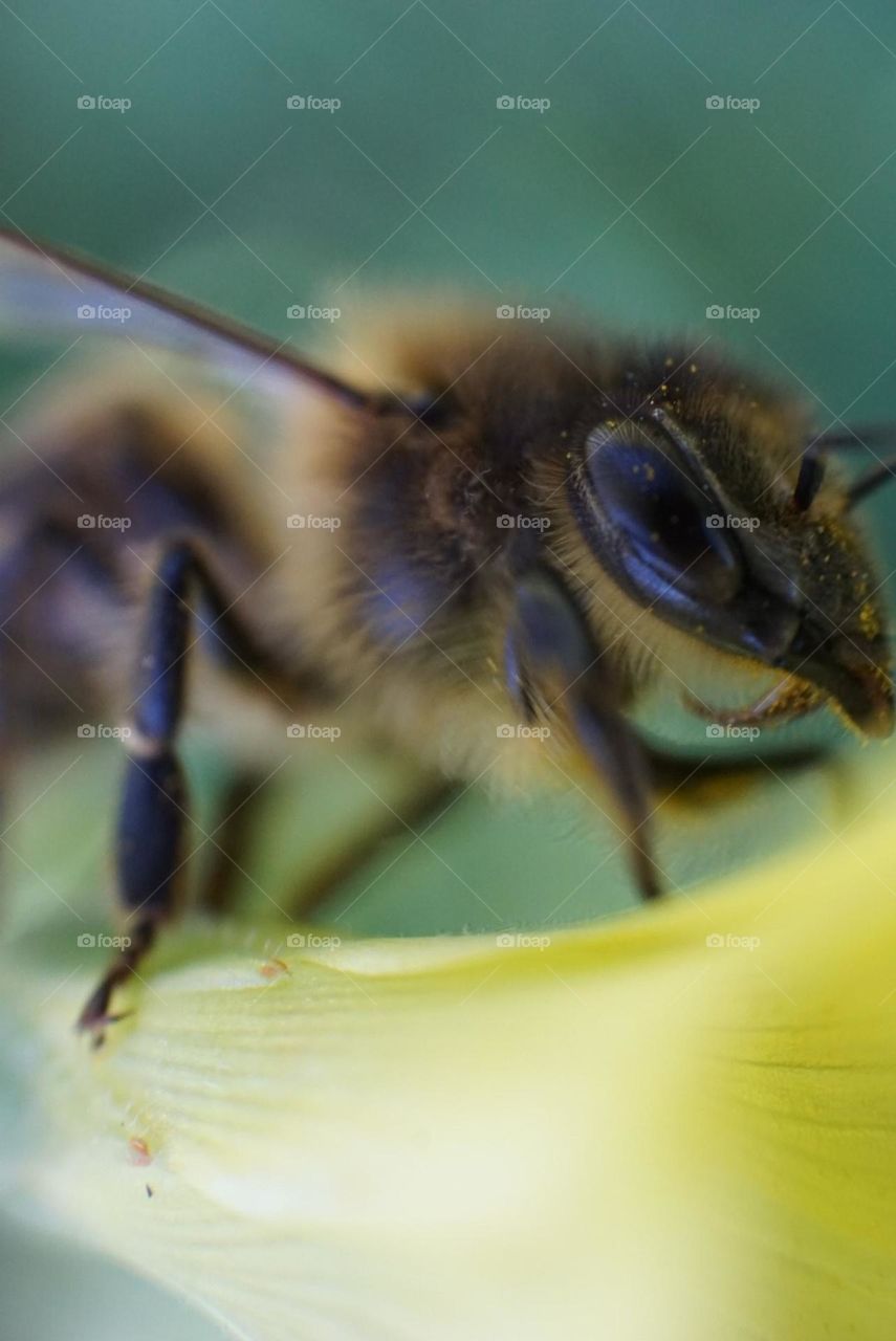 Bee#details#insect#nature