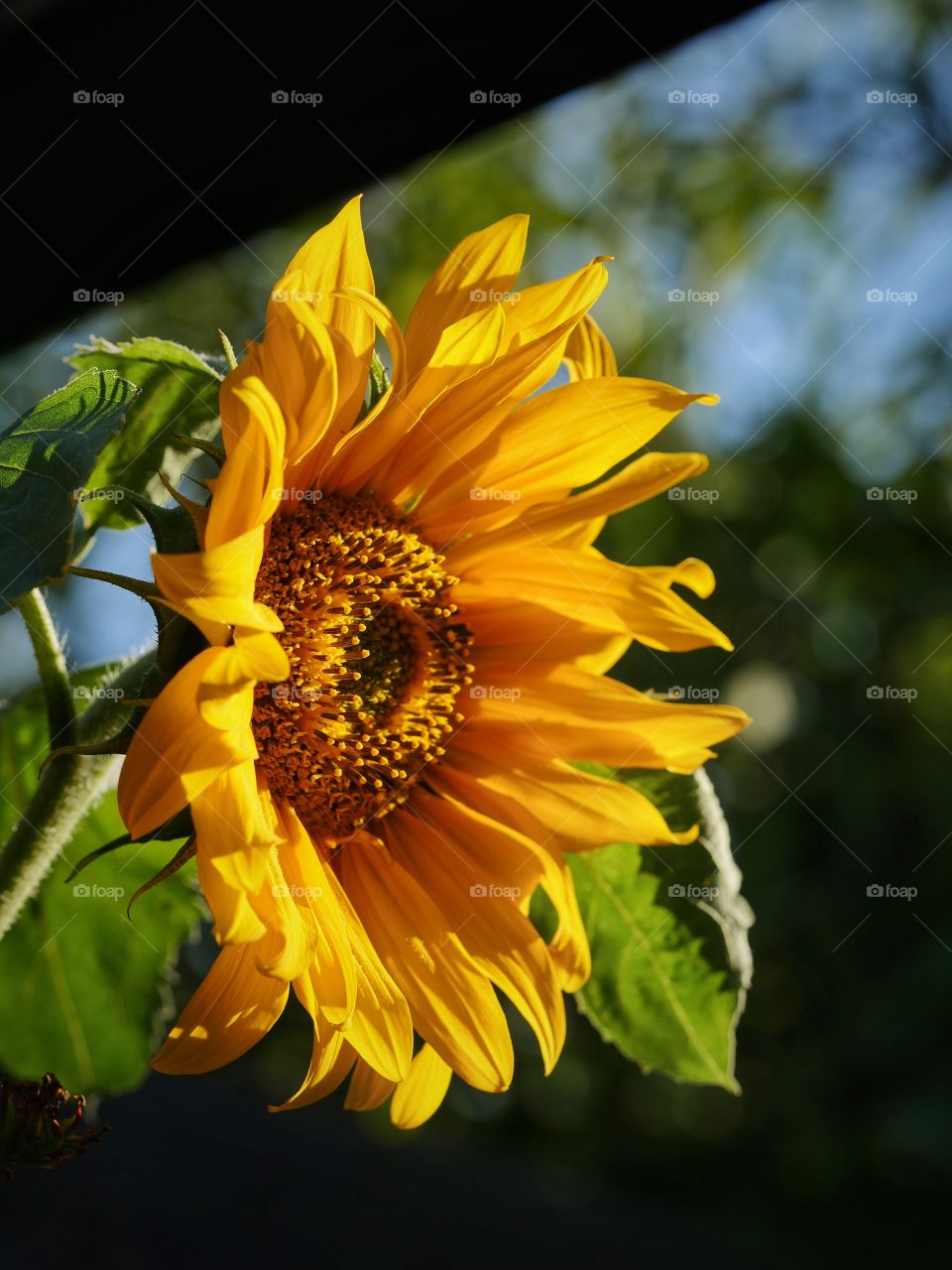 Sunflower