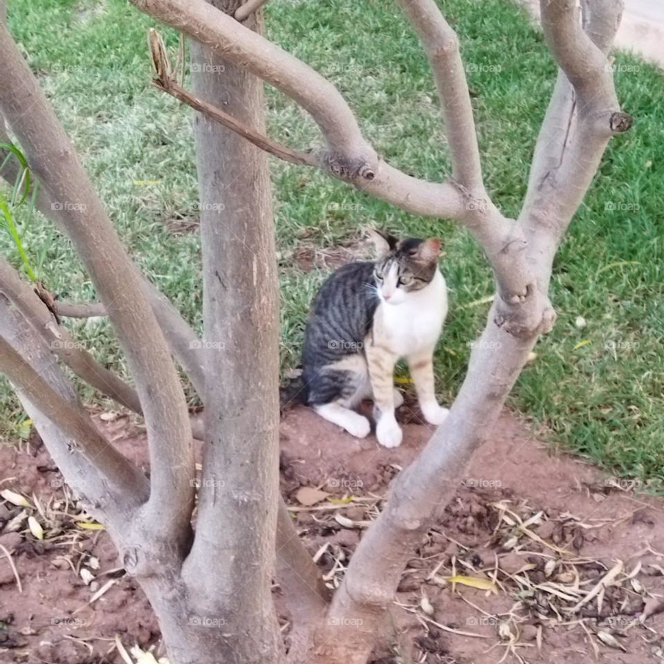 Beautiful cat between branches of a tree