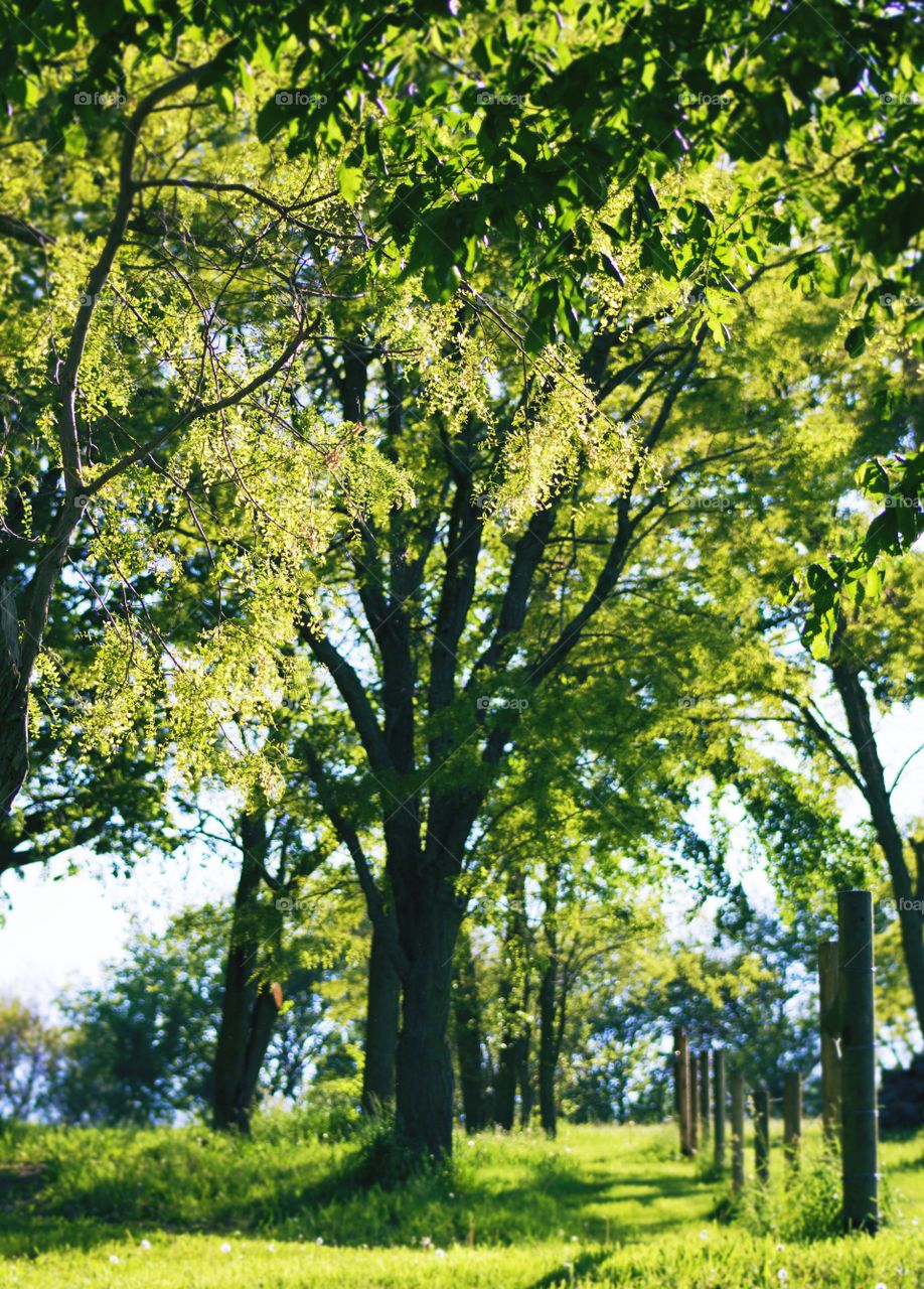 Walking path in a grove of trees along a fence line