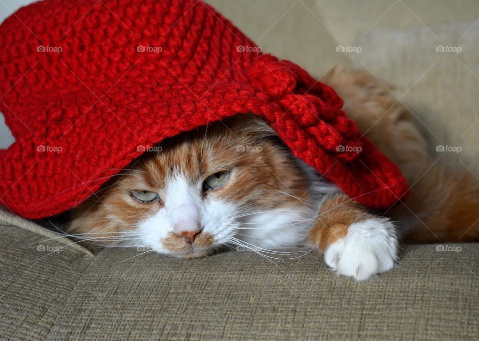 cat in red hat tie beautiful funny portrait