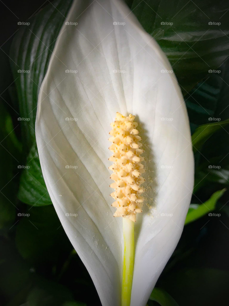 Peace Lily
