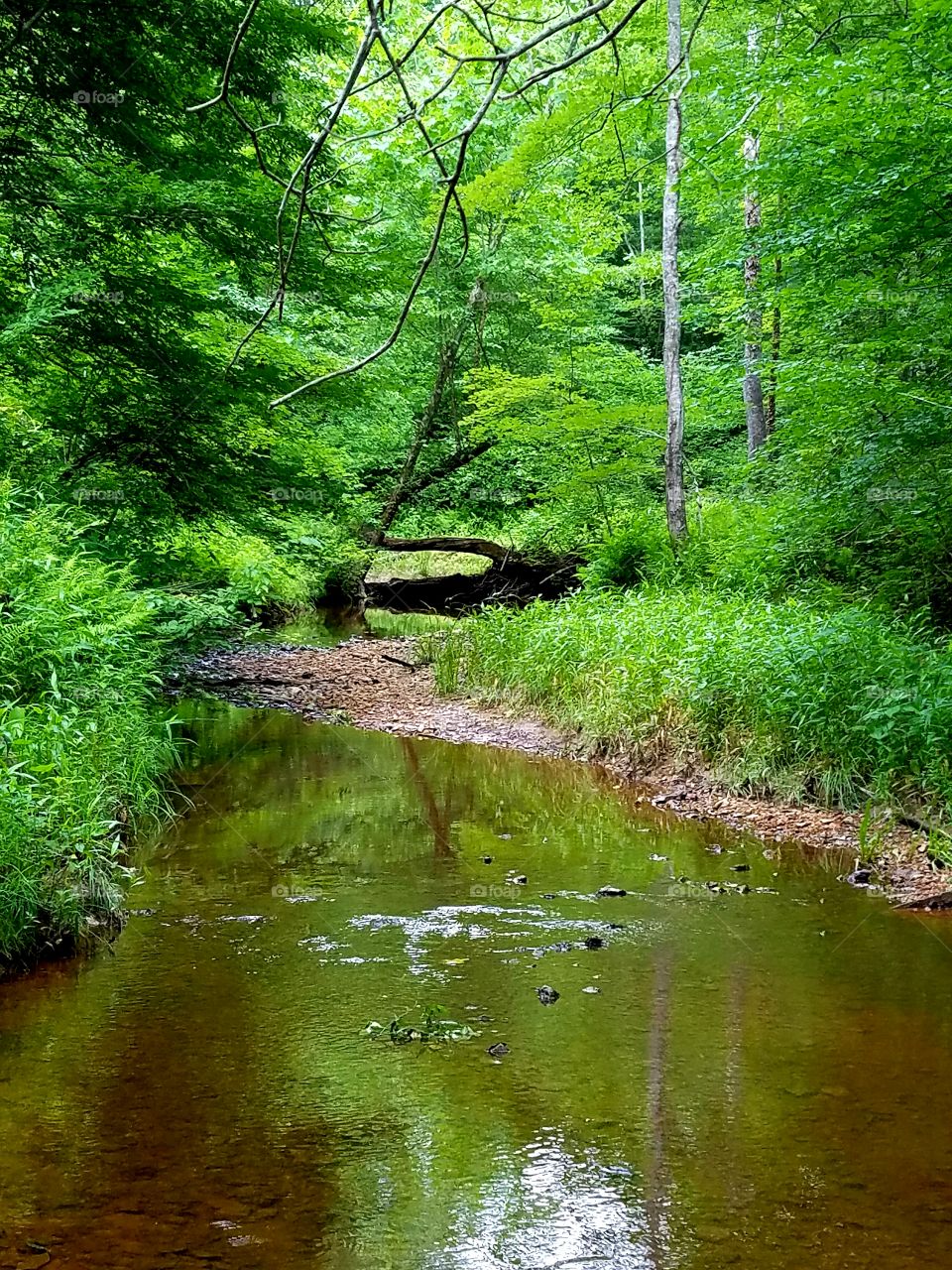 Flowing water through woodland