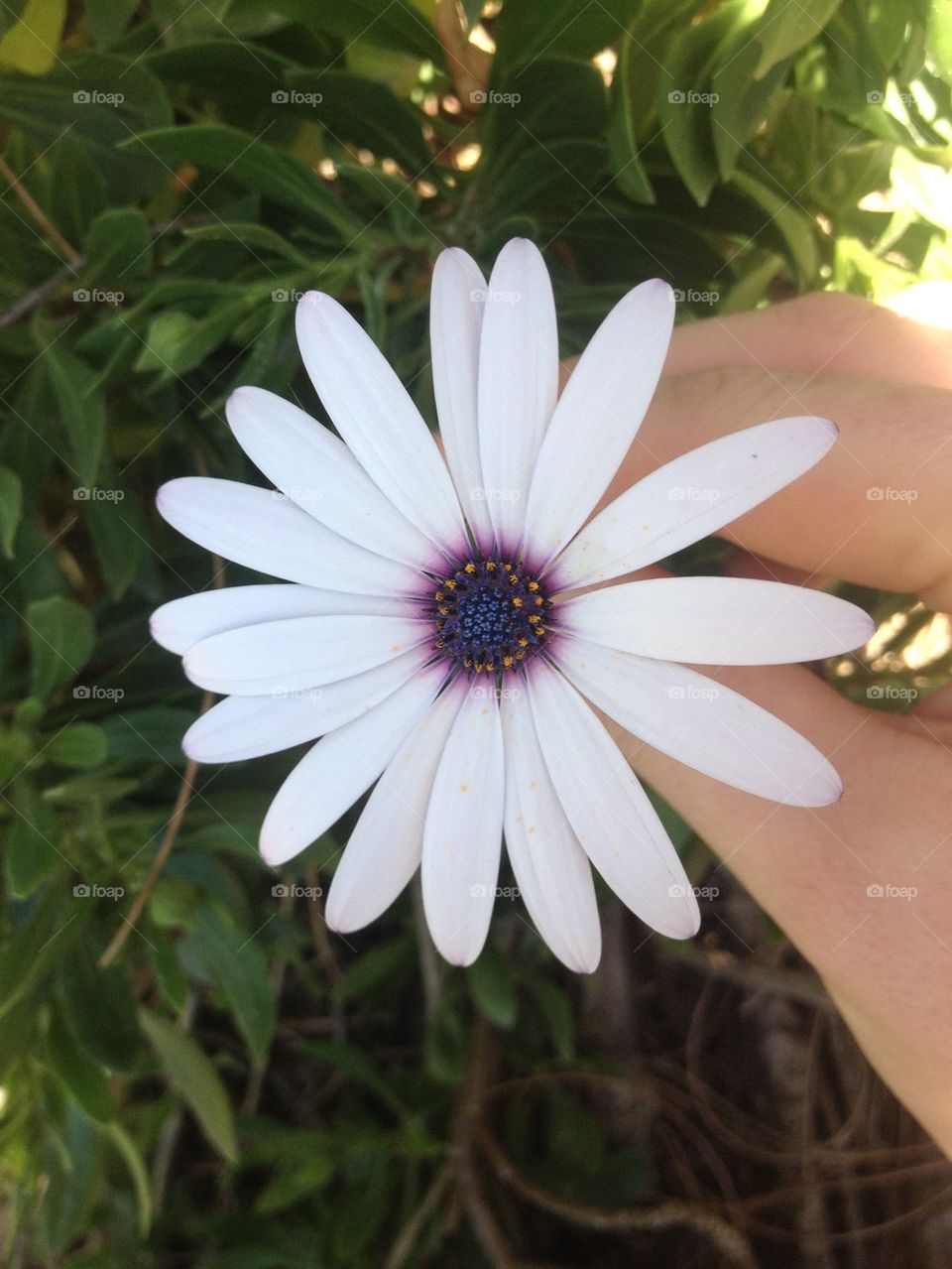 Beach Daisy