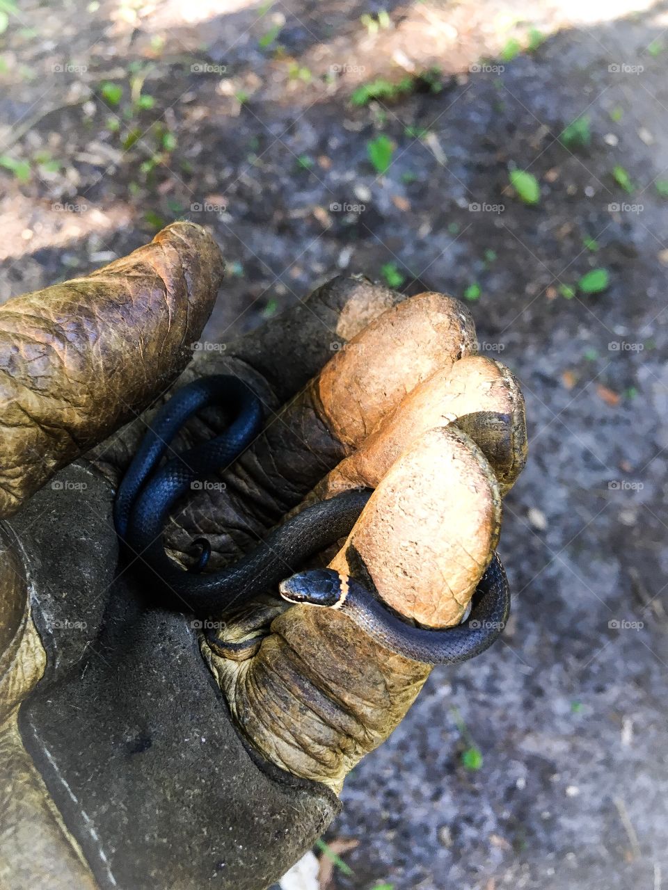 Found a Northwestern ringneck snake in this South Florida forest.