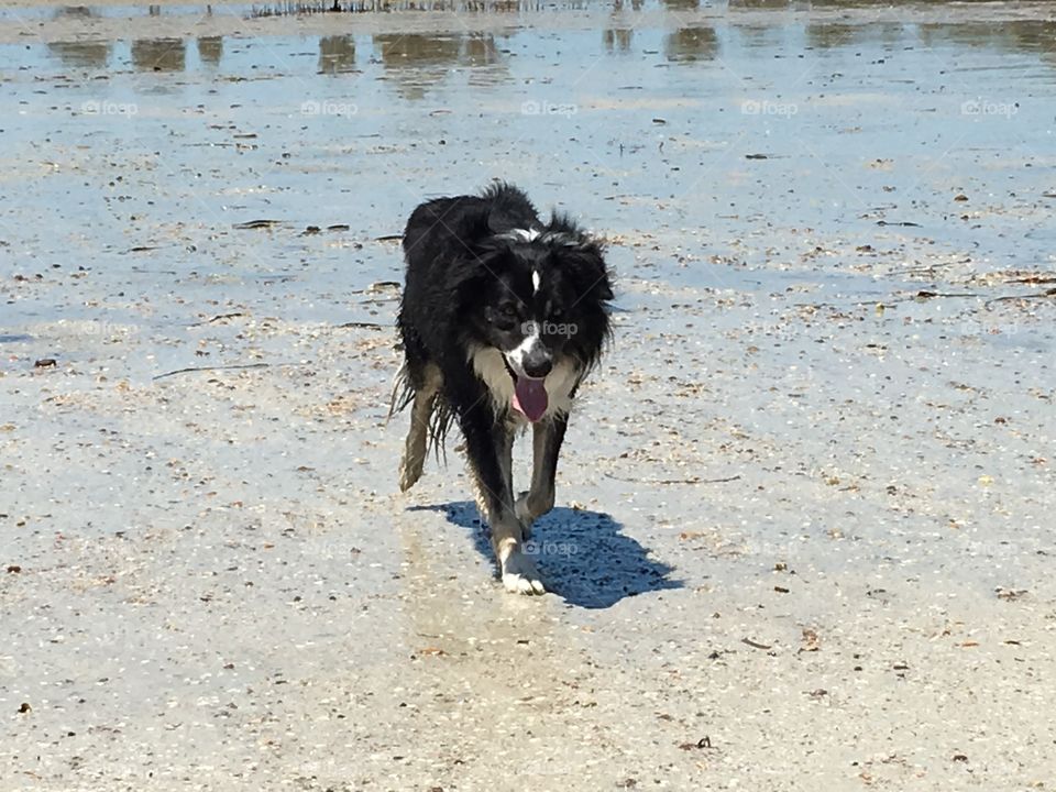 Wet and happy border collie on beach