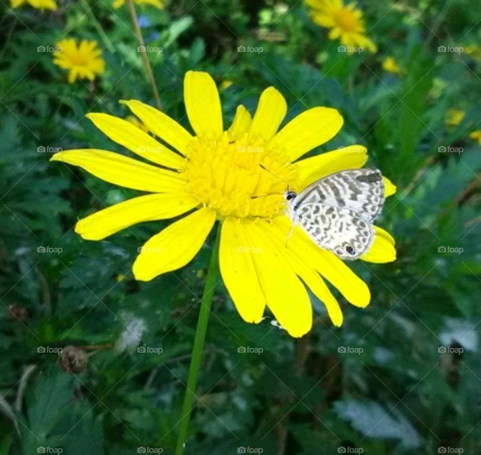 Tiny butterfly and flower closeup