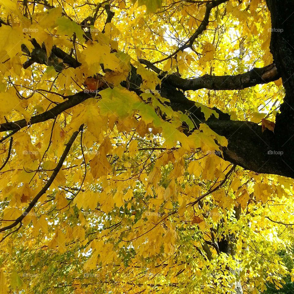 Yellow leaves bring a bright canopy overhead.
