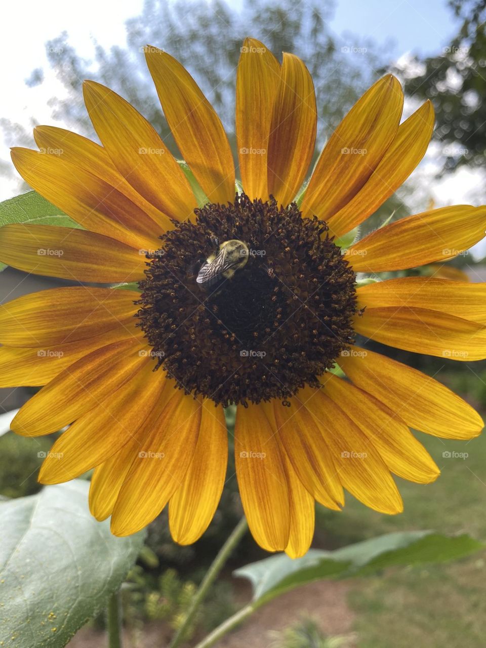 Bumble bee chillin on this sunflower on this beautiful hot day 