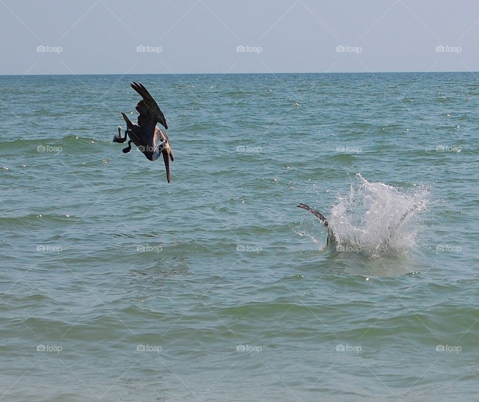 Pelican dive