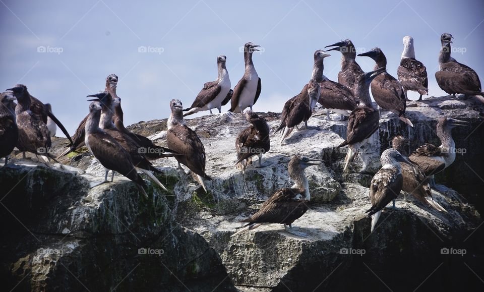 Flock of booby bird perching on rock