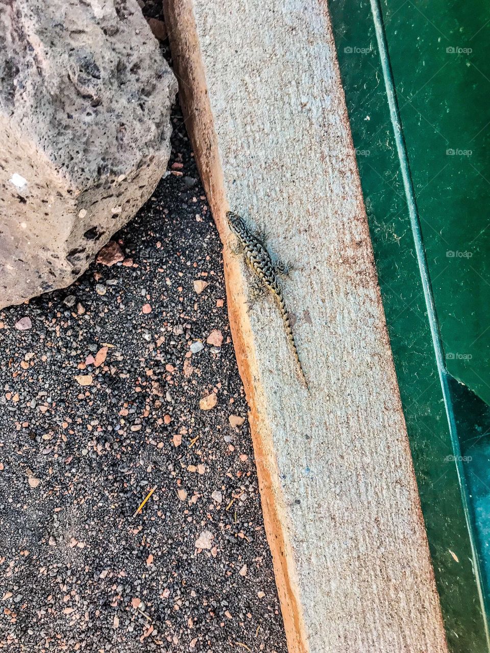 Black and Tan striped lizard on sidewalk in Arizona 