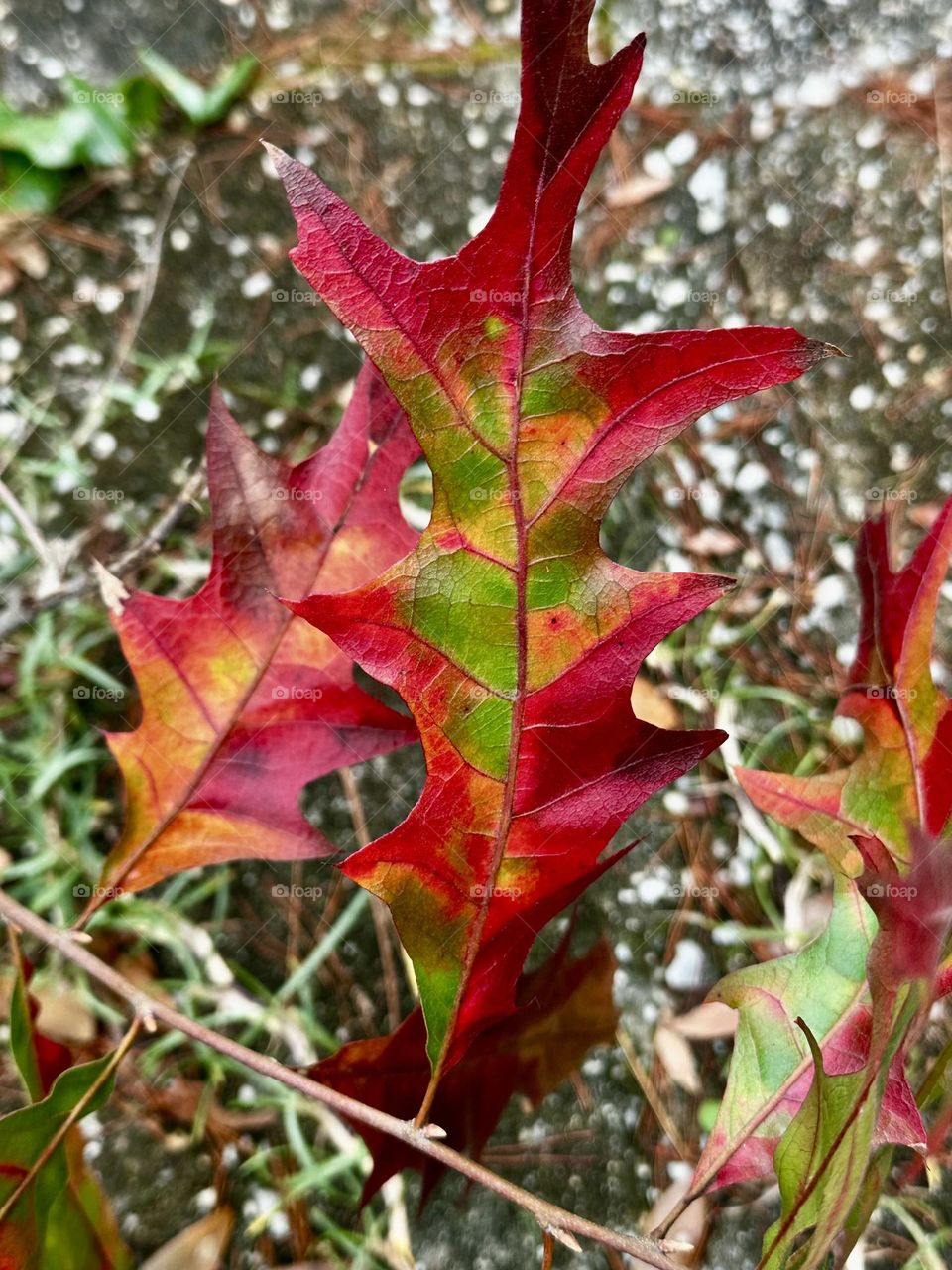 Colorful oak leaves - Oak leaves change color in the fall from green to a variety of hues, including orange, yellow, red, and brown