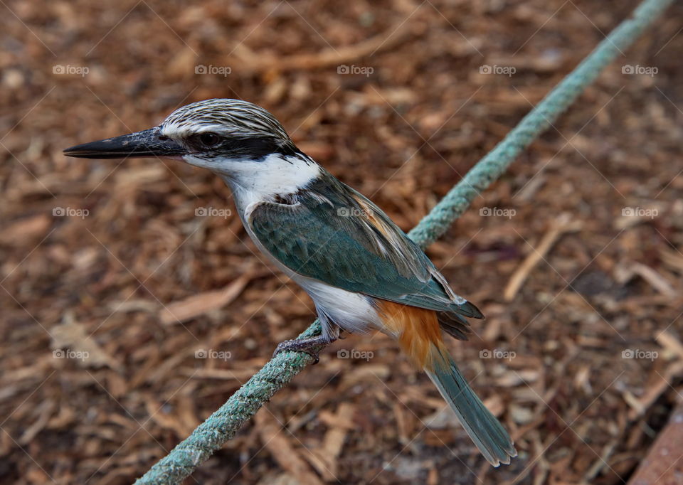Red backed king fisher