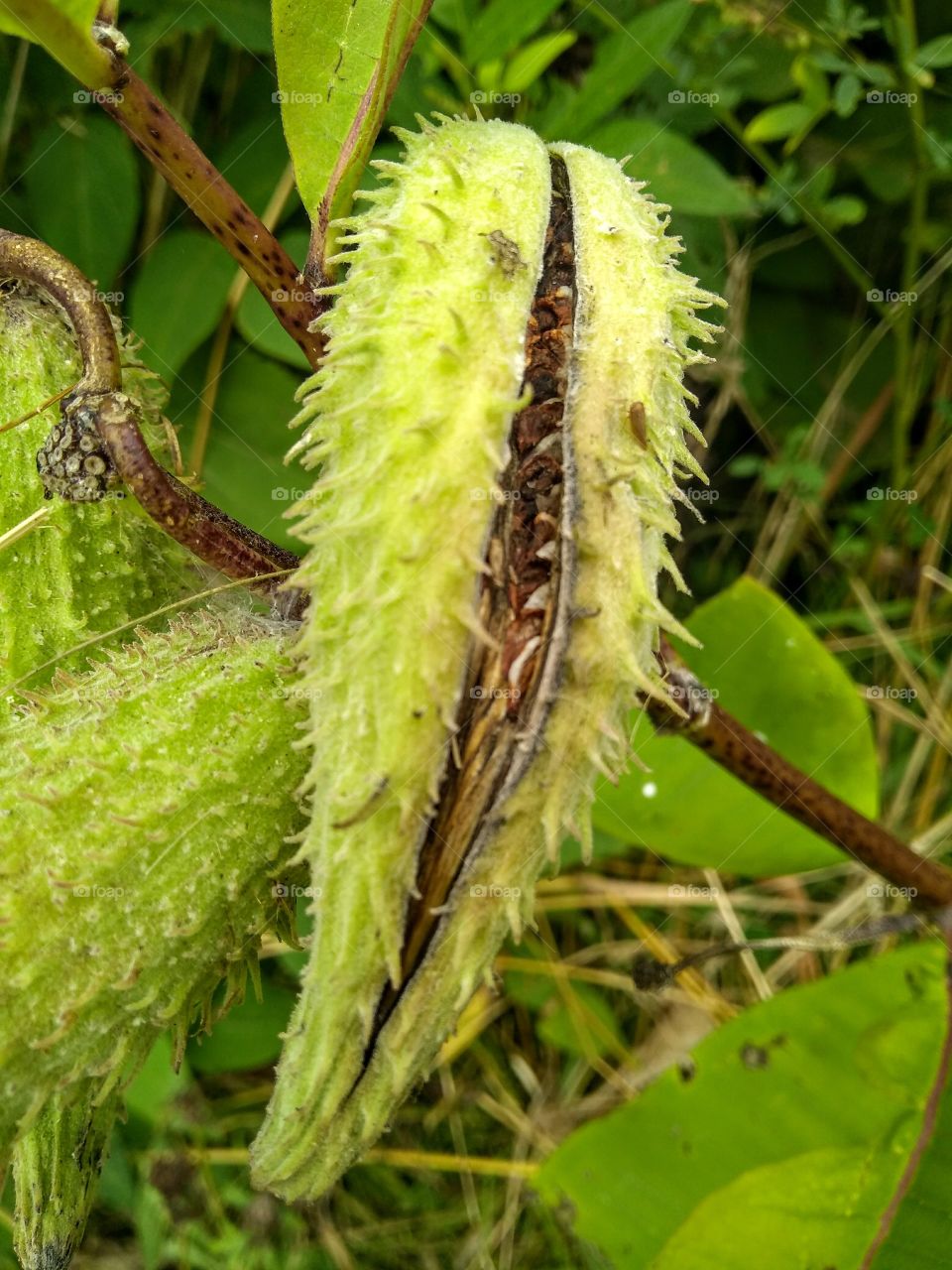 Milk thistle