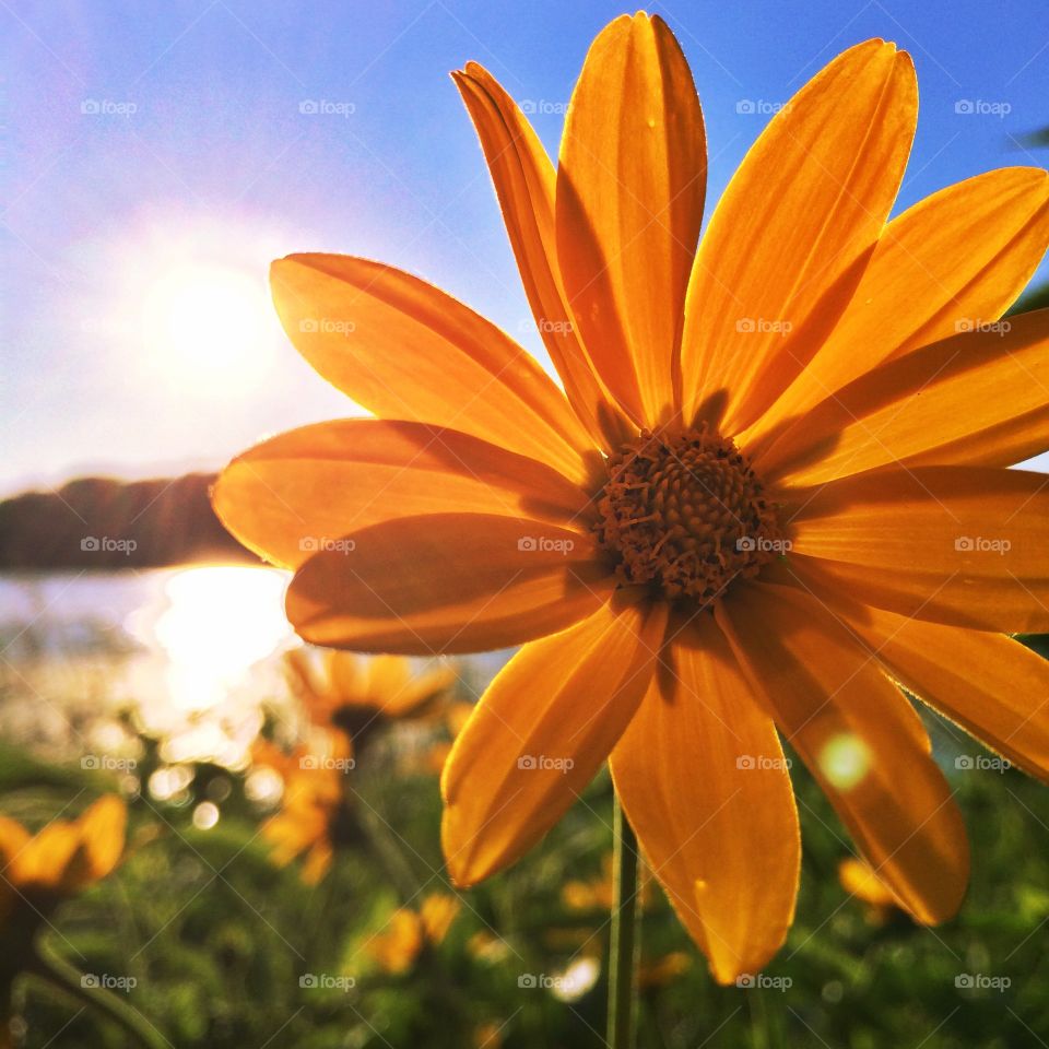 Close-up of orange flower