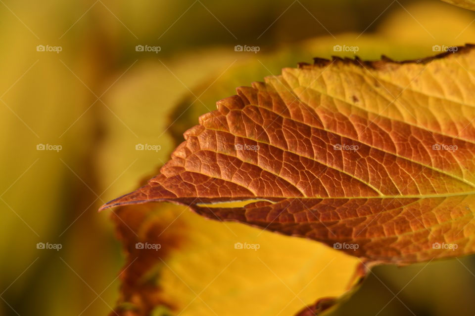 Oja de otoño-Autumn's loose