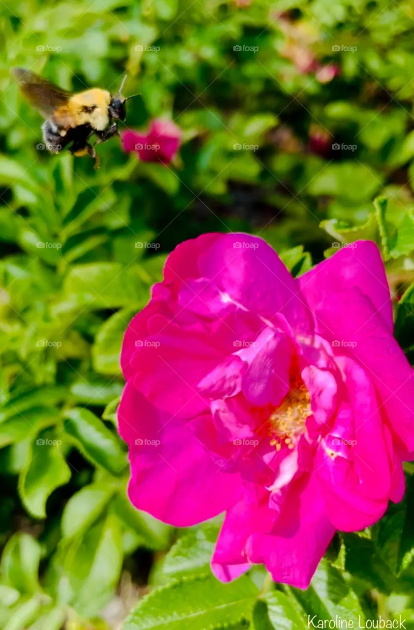 Flor