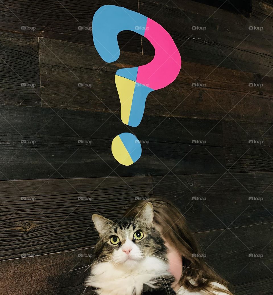 QUESTION MARK Lettering Made Of Geometrical Shapes With Pink, blue And Yellow. Questioning And Wondering What Is Going On From A Cat Perspective.