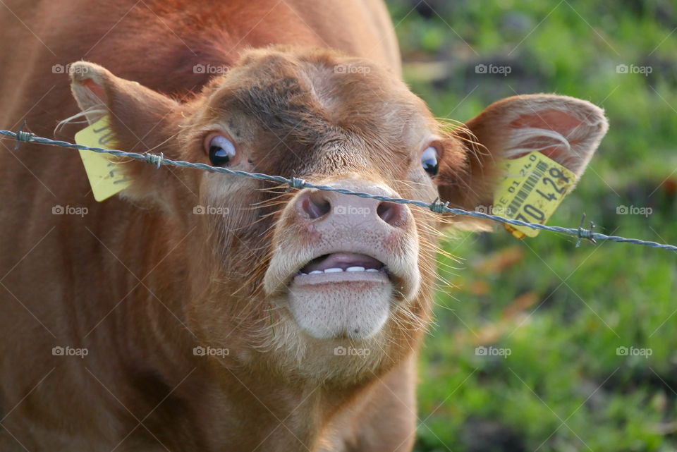 Funny cow 