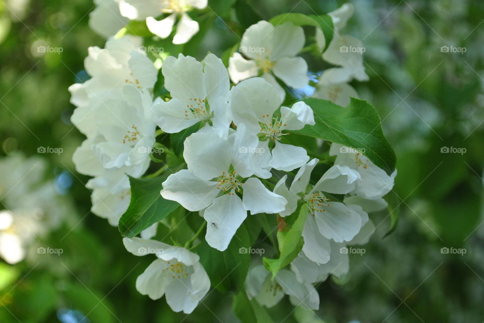 Apple blossoms