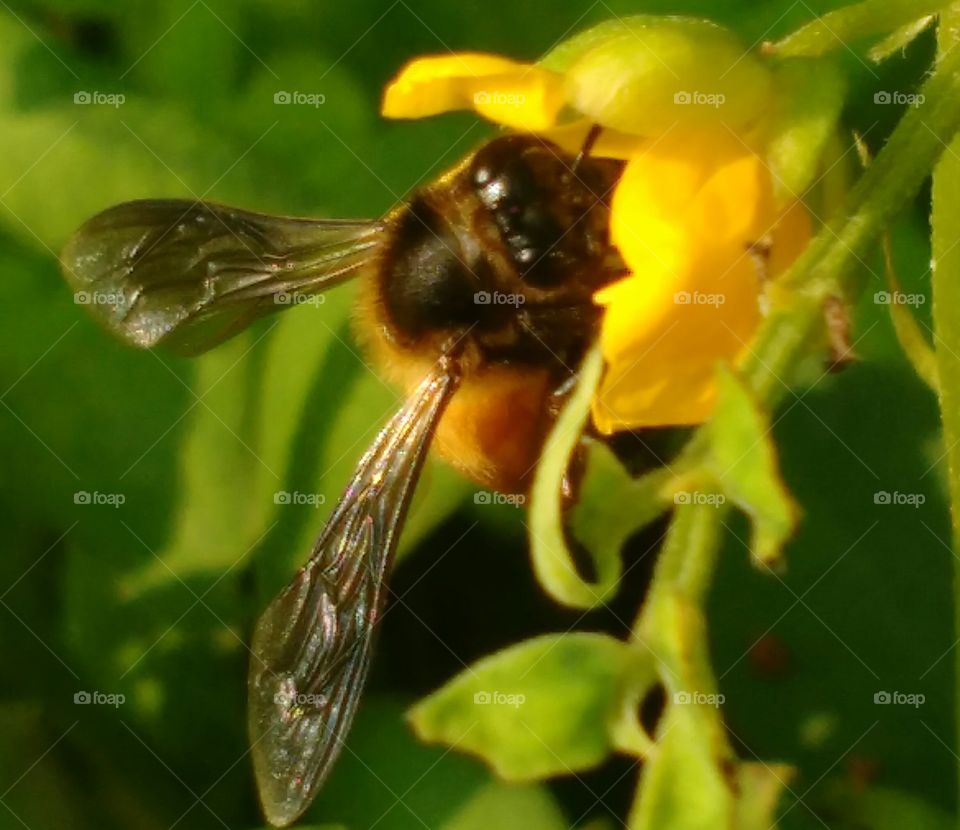 Close-up of bumble bee on yellow flower