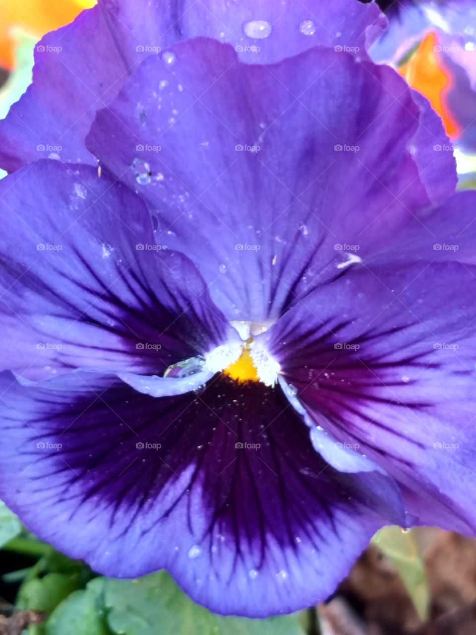pretty purple pansy
