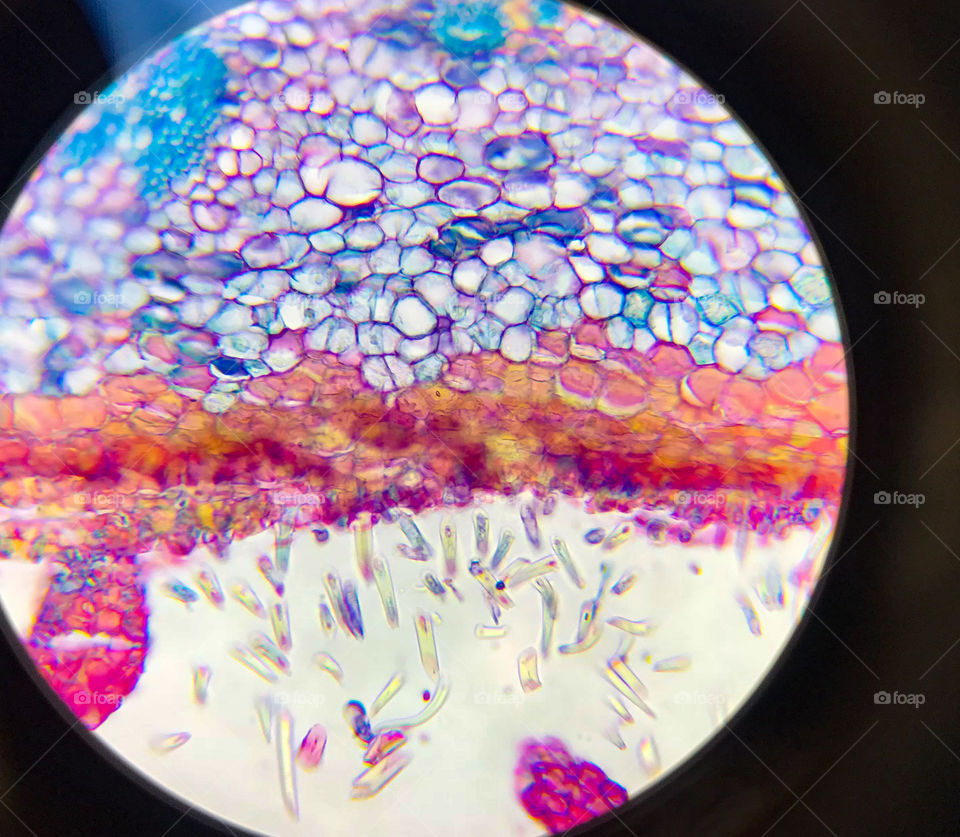 Hazelnut under a Microscop