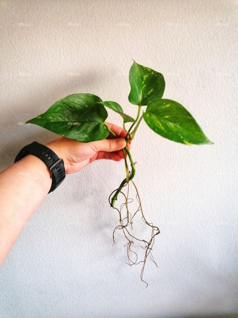 The epipremnum pinnatum has grown magnificent roots from the cuttings!💚🌱