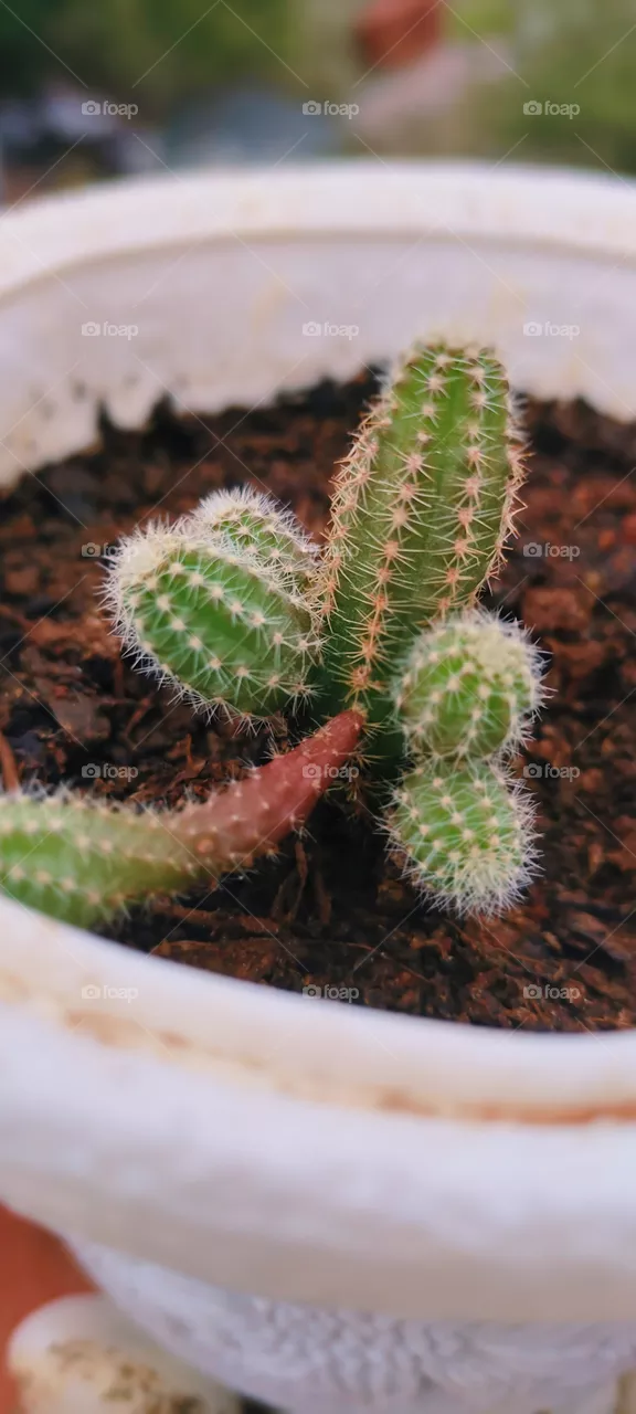 cactus plant
