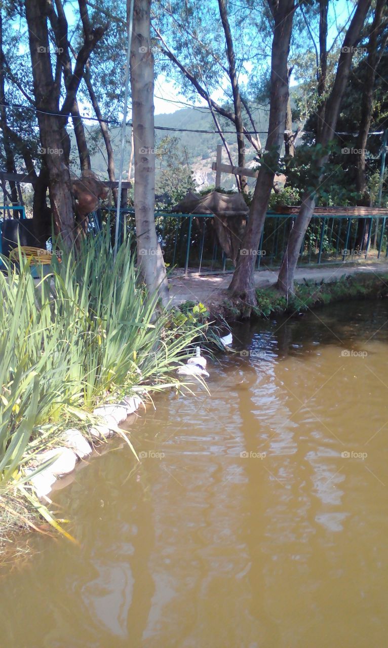 Lake with ducks