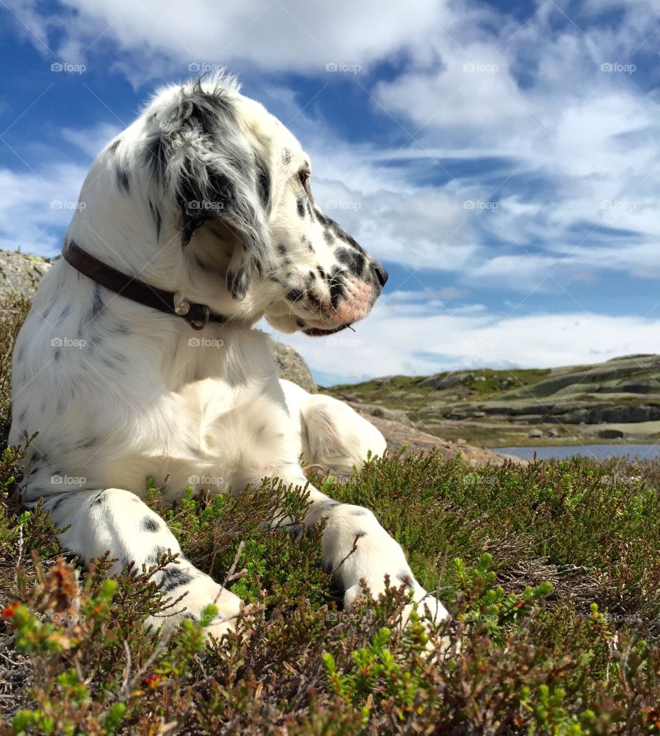 My dog in Knaben/Norway in the summertime 