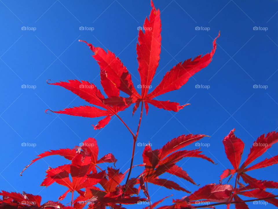 Close-up of maple tree against clear sky