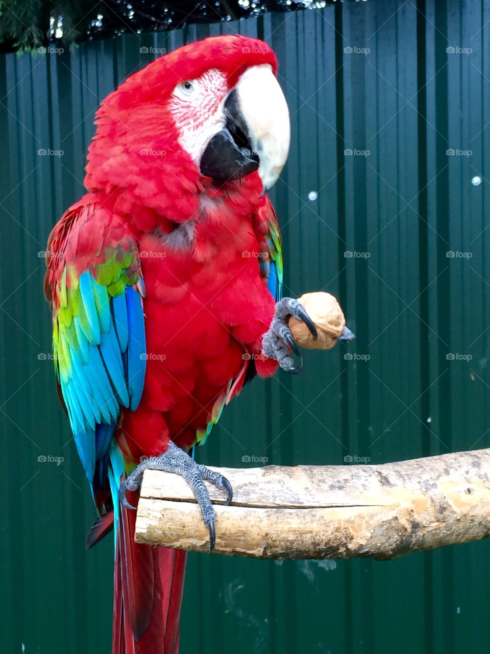 Huge, bright parrot holding a walnut. Balancing on one leg while cracking it in his claws. 