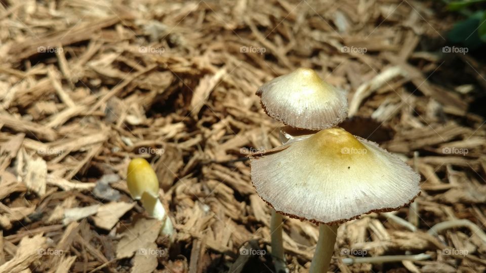 Fungus, Mushroom, Nature, No Person, Food