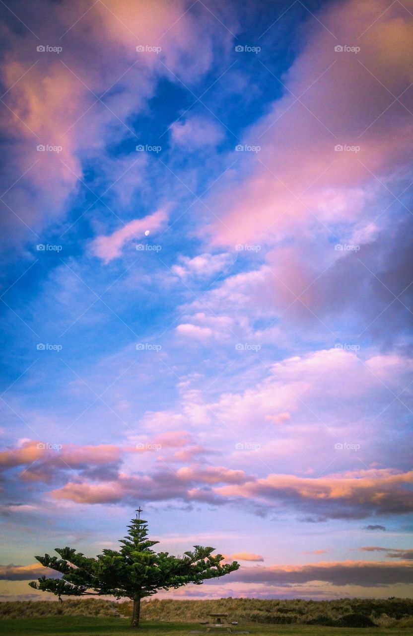 Lonely Tree by the Beach