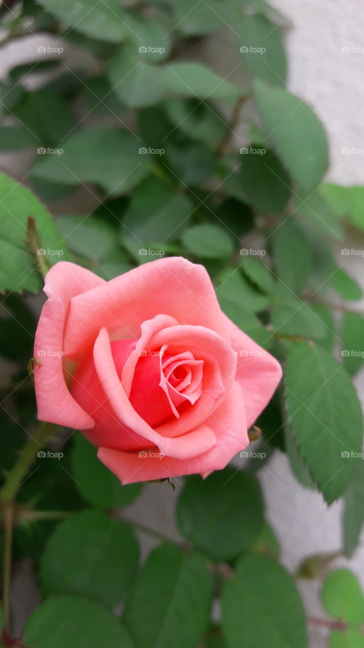 Rosa
Roseira
Flor
primavera