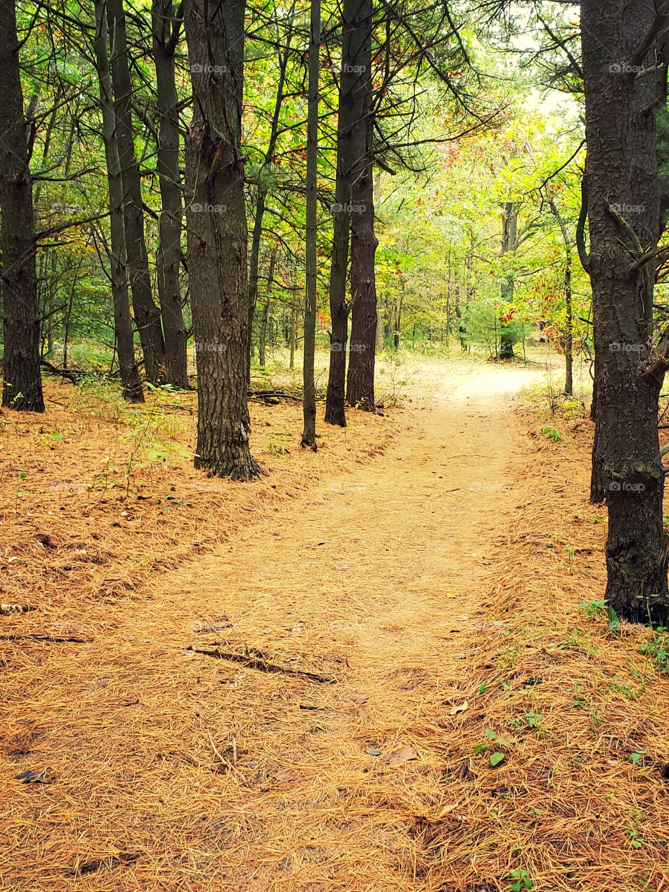 wooded trails covered by pine needles