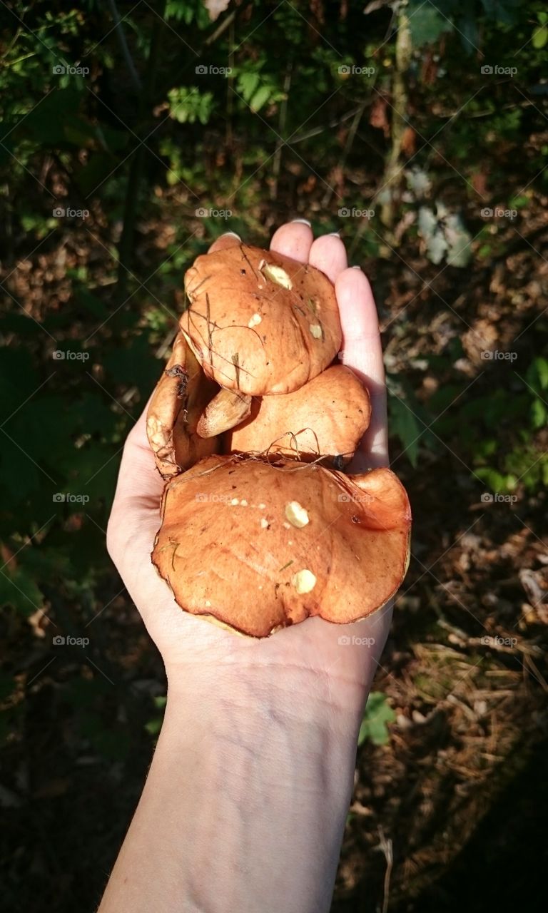 mushrooms in hand. autumn in the forest