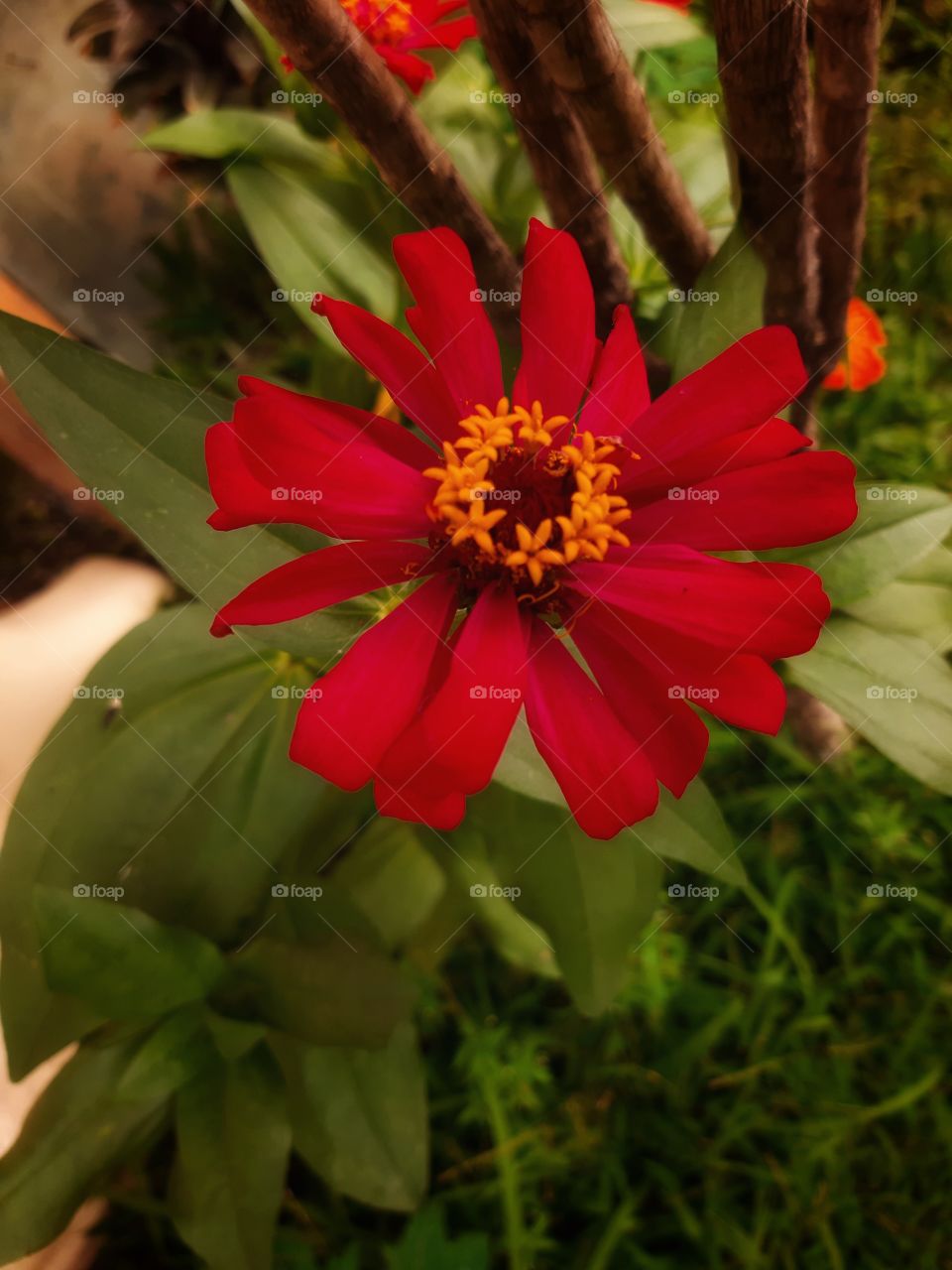 A red blooming flower with an orange circle inside of it. This flower are blooming beautifully for a year during a pandemic of covid-19