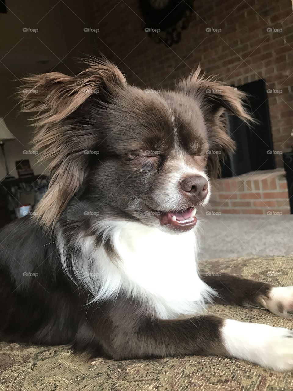 Dog, Canine, Mammal, Pet, Portrait