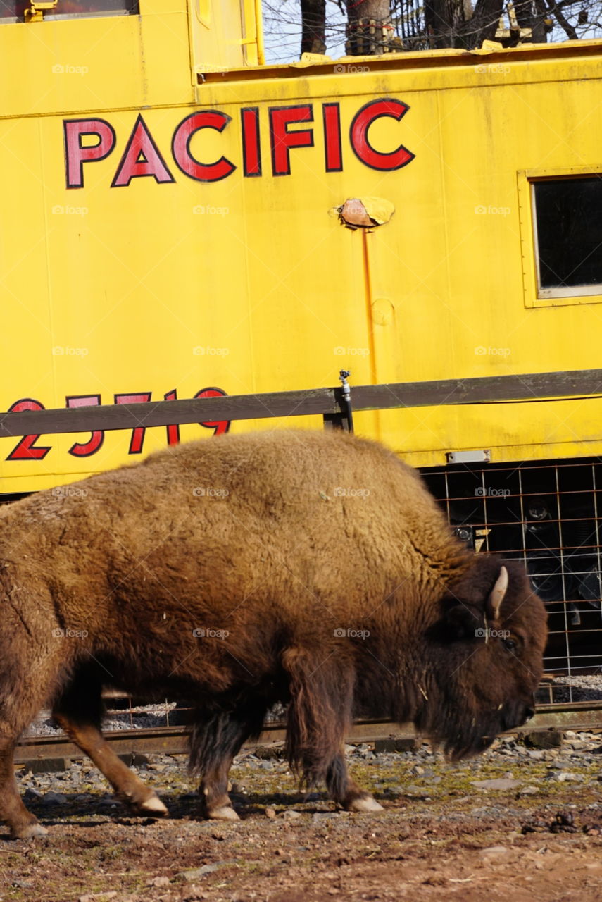 Bison train. Bison in a zoo