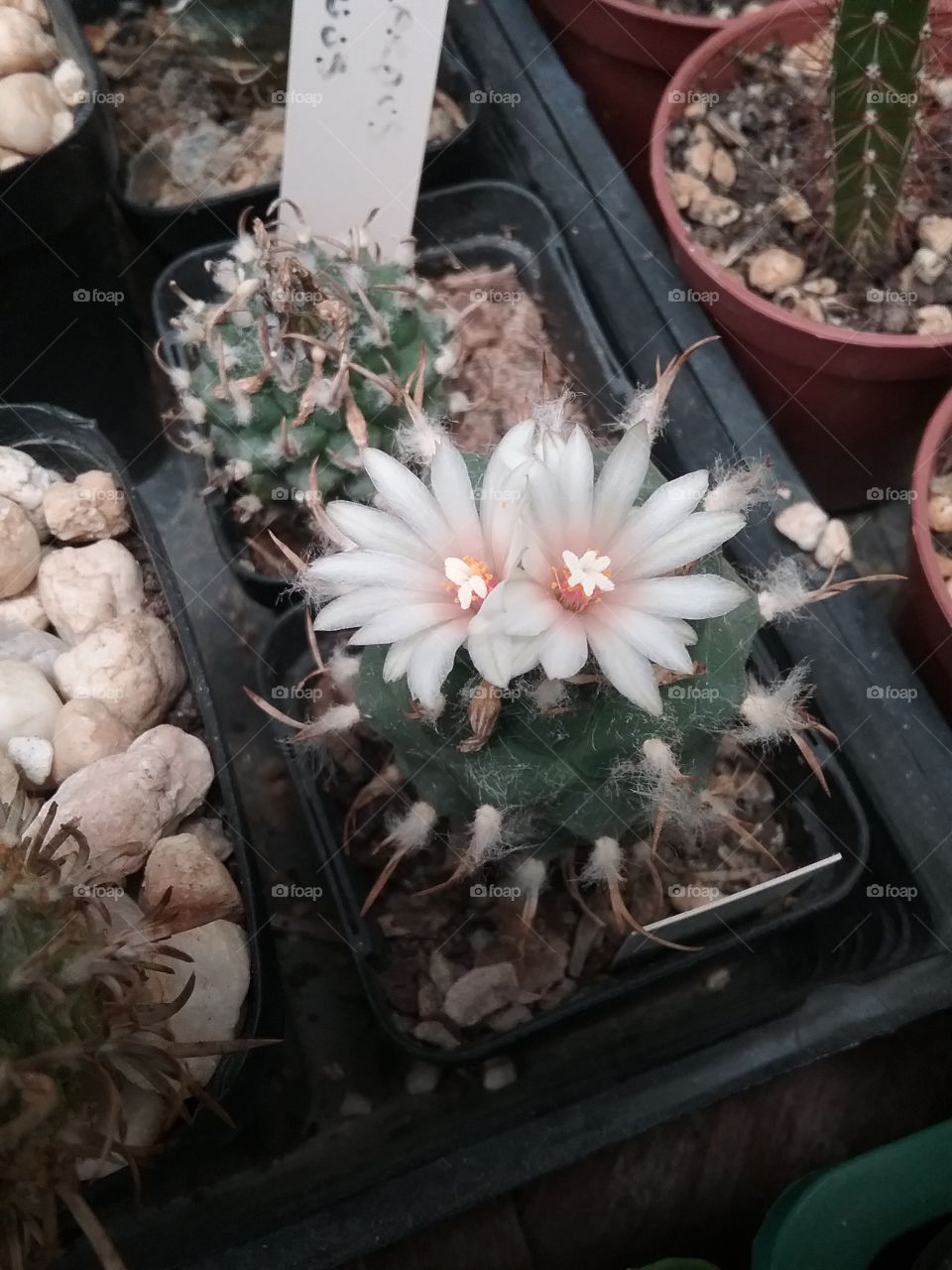 double flower on turbicarpus cactus
