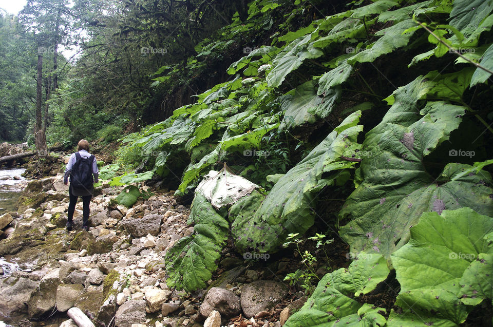 hike through the gorge. great burdock