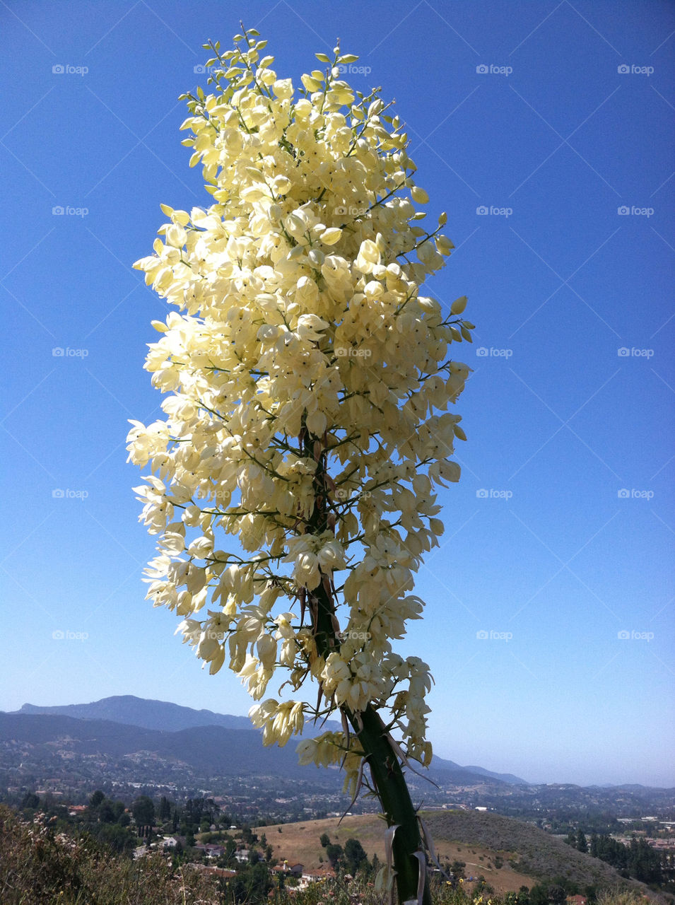 nature flower california open by kenglund